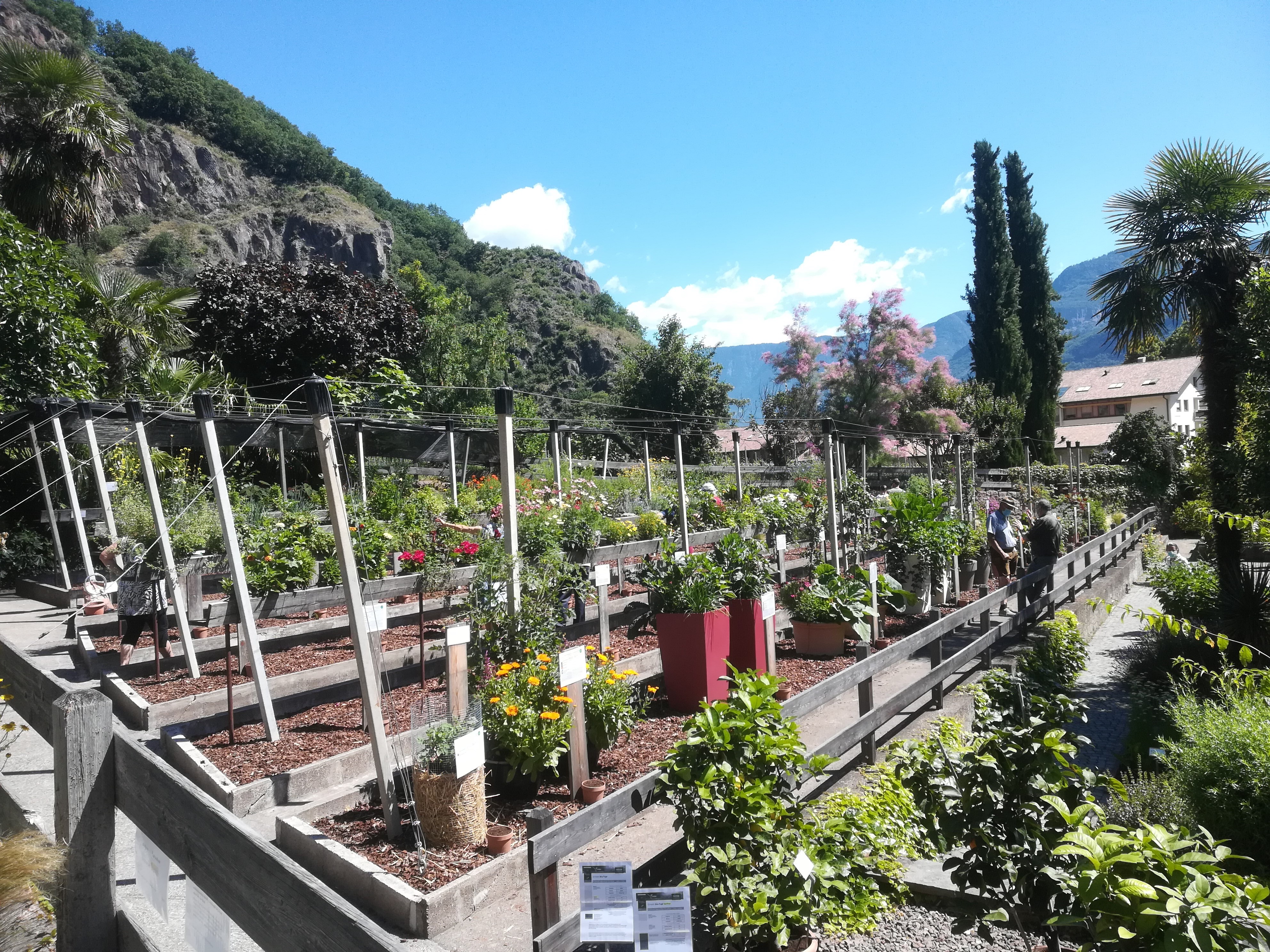 Sul balcone di casa si coltivano i fiori commestibili